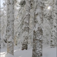 Солнце в ловушке