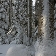 Венский лес