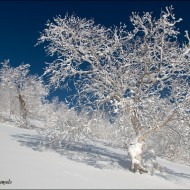 Отбрасывая тень