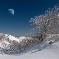 Про дерево и космос