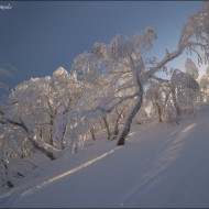 Зимний лес