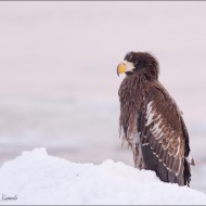 Белоплечий орлан на берегу моря