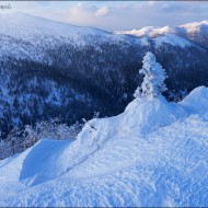 Запечатанная елочка на вершине горы Лысой