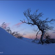 Каменная береза на закате