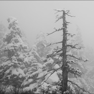 Туман в Зачарованном лесу