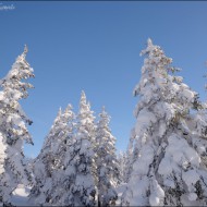 _dsc9072_20170224_045280