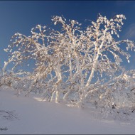 Березовый куст под снегом