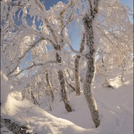 Хитросплетения каменных берез