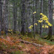 Бересклет в осеннем наряде