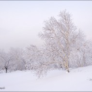 В сопочках береза стояла