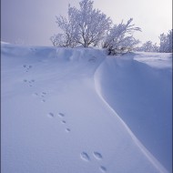 Про зайца