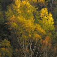 Осенний букет