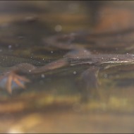 Лягушка под водой