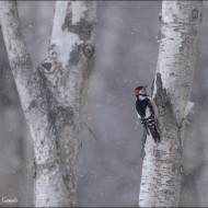 Большой пестрый дятел