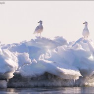 Чайки