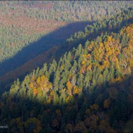 Лес под горой Медика