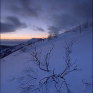 Куст каменной березы на закате