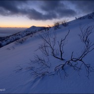 Куст каменной березы на закате