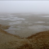 Морское болото в бухте Лососей