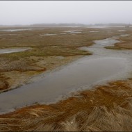 Морское болото в бухте Лососей