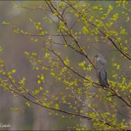 Обыкновенная кукушка с гусеницей