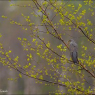 Обыкновенная кукушка с гусеницей