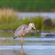 _dsc3737_20150830_040044