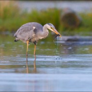 _dsc3747_20150830_040054