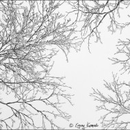 DSC9005_20120104_009066