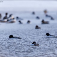 Большие крохали на воде