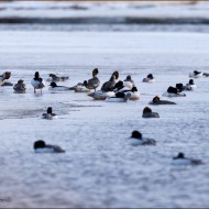 Большие крохали на воде