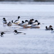 Большие крохали на воде