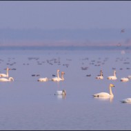 Лебеди кликуны,  на заднем плане - свиязь