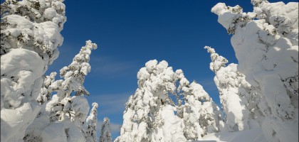 Зачарованный лес - 2