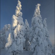 В зимней одежке